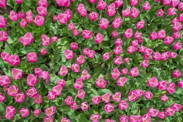 Tulip bulbs